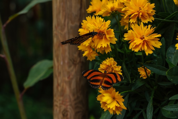 Le farfalle di monarca sono possedute sui fiori di un giardino giallo