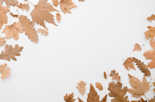 Le foglie d&#39;autunno distese con lo spazio della copia
