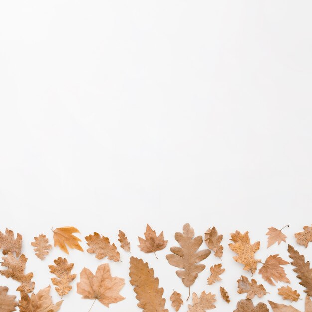 Le foglie d&#39;autunno distese con lo spazio della copia