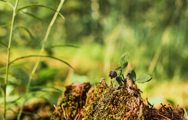 Le formiche rosse corrono su un vecchio ceppo un cespuglio di mirtilli sullo sfondo di una foresta Sfondo verde foresta con copia spazio libero L'idea dell'ecosistema della natura cura del benessere dell'ecologia