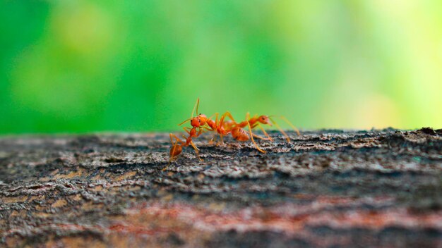 Le formiche rosse si baciano su un albero, triangolo amoroso