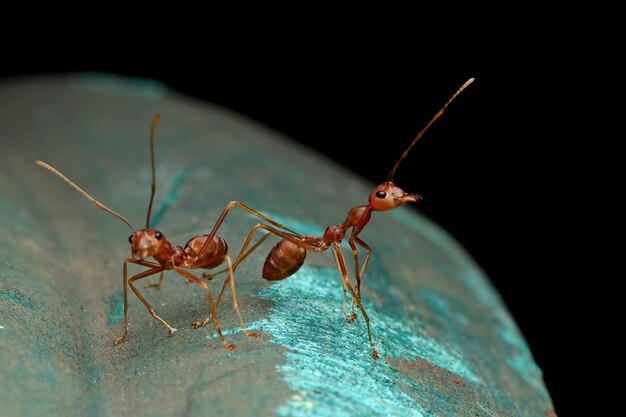 le formiche tessitrici sono sole su sfondo nero vista laterale della formica del primo piano