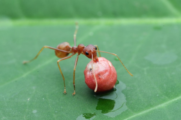 le formiche tessitrici sulle foglie stanno mangiando il primo piano delle formiche tessitrici della frutta sulle foglie verdi