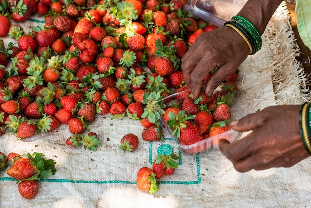 Le fragole biologiche vengono smistate e confezionate per la vendita in una fattoria a Goa, in India