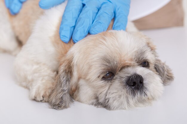 Le mani dei veterinari in guanti protettivi blu esaminano la salute del pechinese