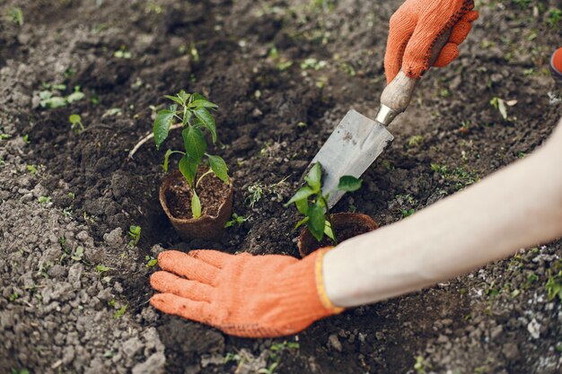 Le mani della donna in guanti che piantano plantula