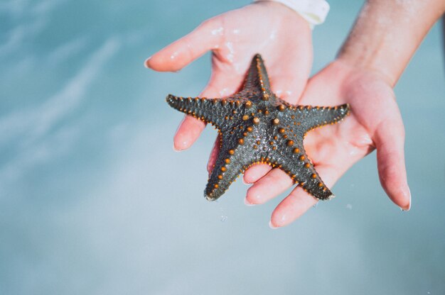 Le mani femminili si chiudono sul pesce della stella della tenuta