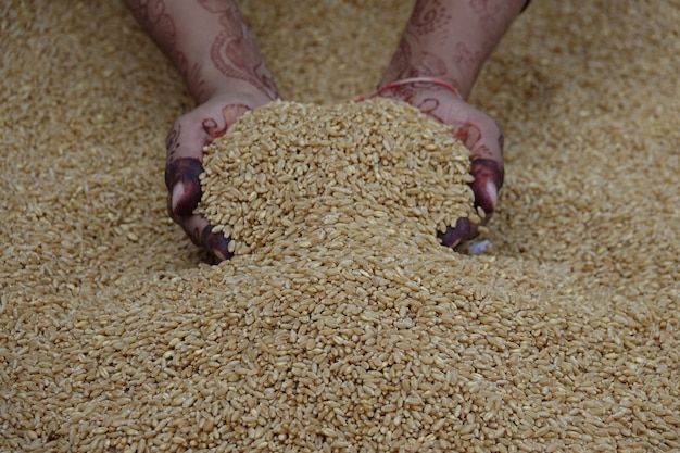 Le mani raccogliendo un sacco di chicchi di grano