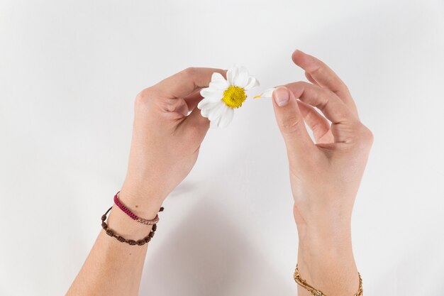 Le mani tirando i petali al largo della margherita