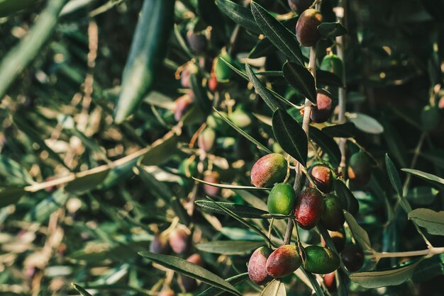 Le olive di olivo cantano su un albero in un uliveto primo piano sul frutto Idea per uno sfondo o salvaschermo per la pubblicità di prodotti agricoli biologici
