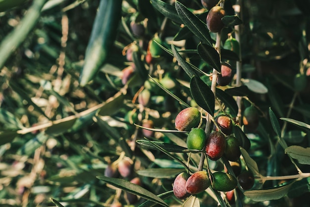 Le olive di olivo cantano su un albero in un uliveto primo piano sul frutto Idea per uno sfondo o salvaschermo per la pubblicità di prodotti agricoli biologici