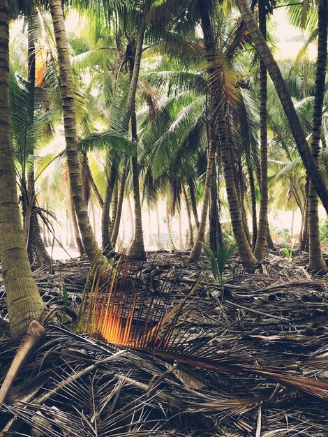 Le palme crescono fianco a fianco nelle giungle