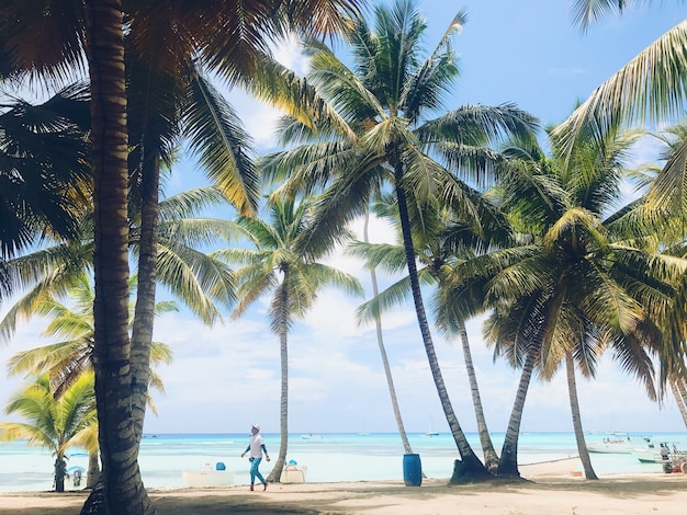 Le palme verdi risalgono al cielo sulla spiaggia soleggiata