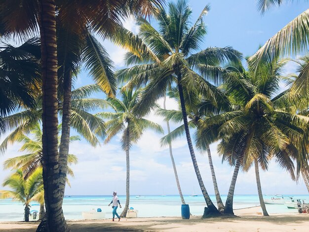 Le palme verdi risalgono al cielo sulla spiaggia soleggiata