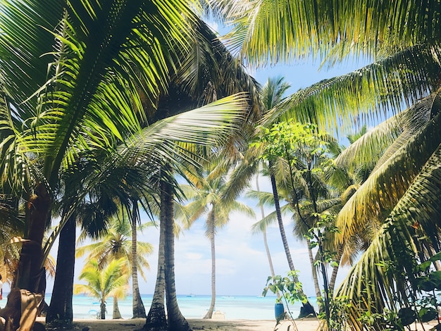 Le palme verdi risalgono al cielo sulla spiaggia soleggiata