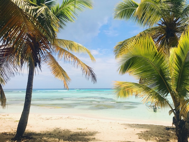 Le palme verdi risalgono al cielo sulla spiaggia soleggiata