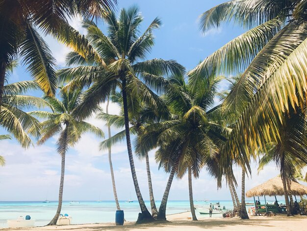 Le palme verdi risalgono al cielo sulla spiaggia soleggiata