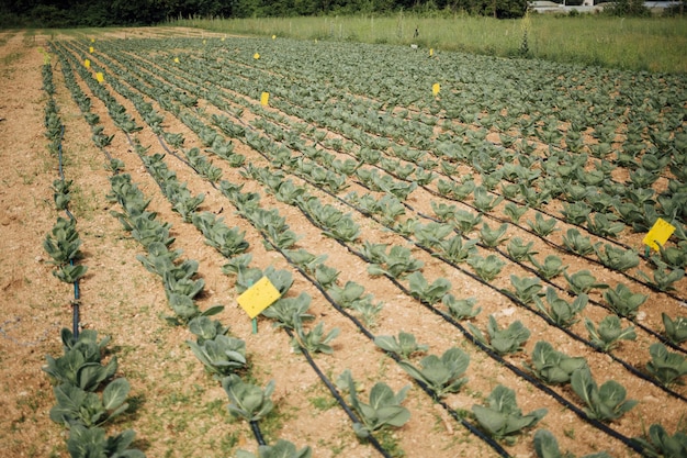 Le piante crescono nel campo