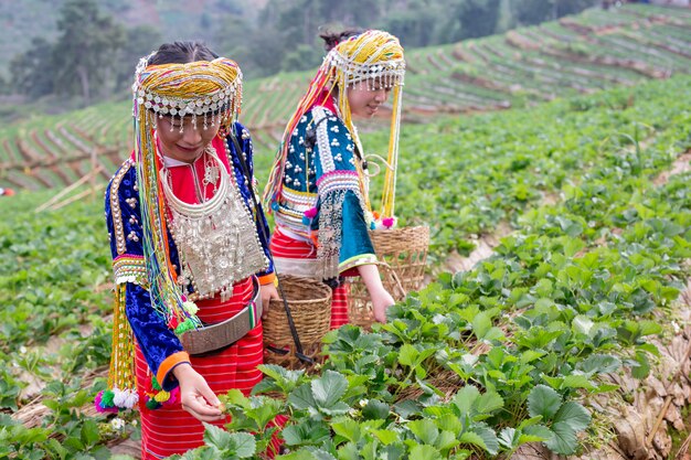 Le ragazze tribali stanno raccogliendo fragole