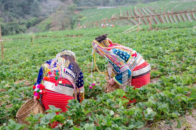 Le ragazze tribali stanno raccogliendo fragole