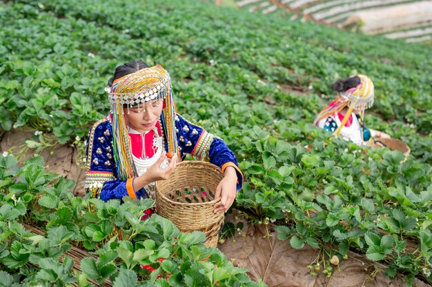 Le ragazze tribali stanno raccogliendo fragole