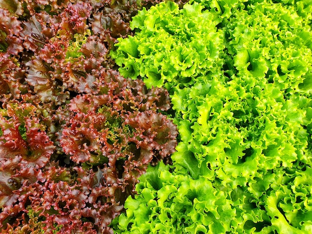 Le verdure a foglia stanno crescendo nella fattoria al coperto / fattoria verticale. Fattoria verticale