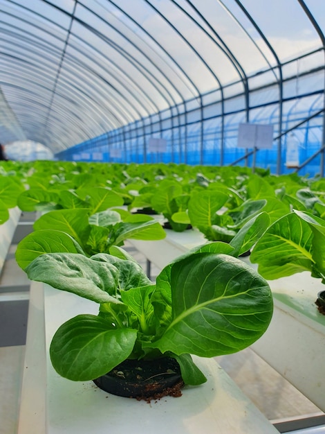 Le verdure a foglia stanno crescendo nella fattoria indoor / fattoria verticale. Fattoria verticale