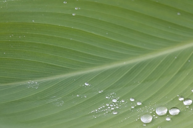Leaf close up con gocce d&#39;acqua