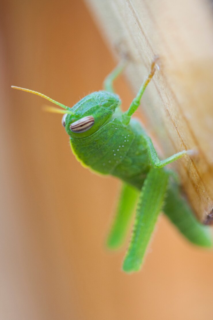 Foto gratuito legno all&#39;aperto natura animale grasshoper