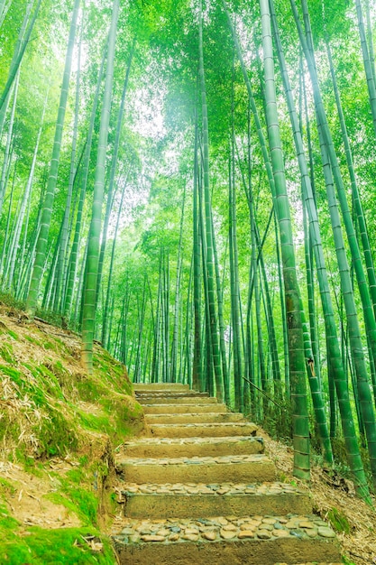 Legno foglia verde brillante bambù