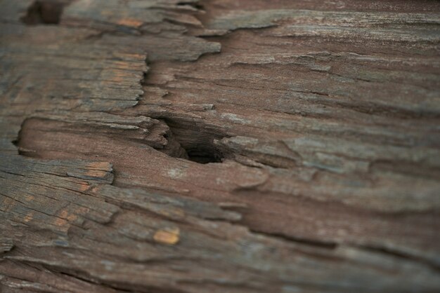 legno grezzo del primo piano dettaglio la natura