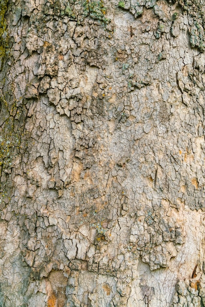 Legno strutturato con muschio verde.