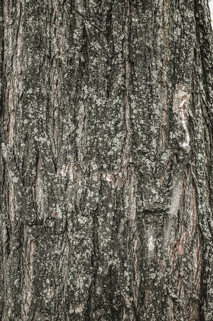 legno tinto costruzione di pino plancia