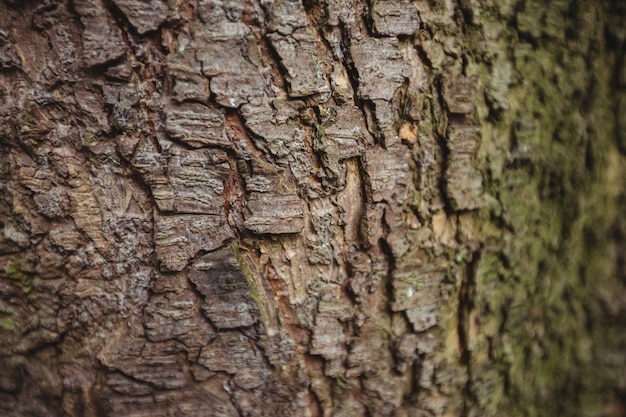Legno vecchio corteccia di albero di sfondo