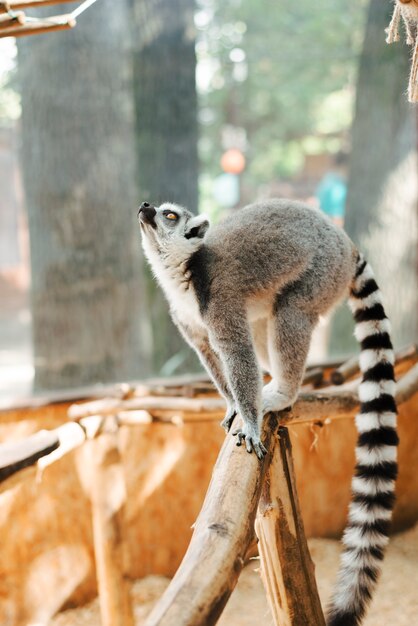 Lemure dalla coda ad anelli che stanno sul ramo di albero che osserva in su