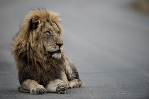 Leone che guarda dall'altra parte