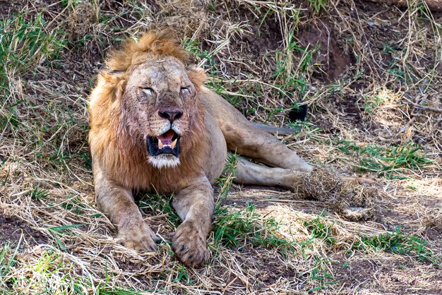 Leone che riposa sull'erba e sui cespugli durante il giorno