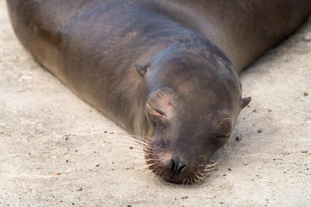 Leone di mare alle Isole Galapagos