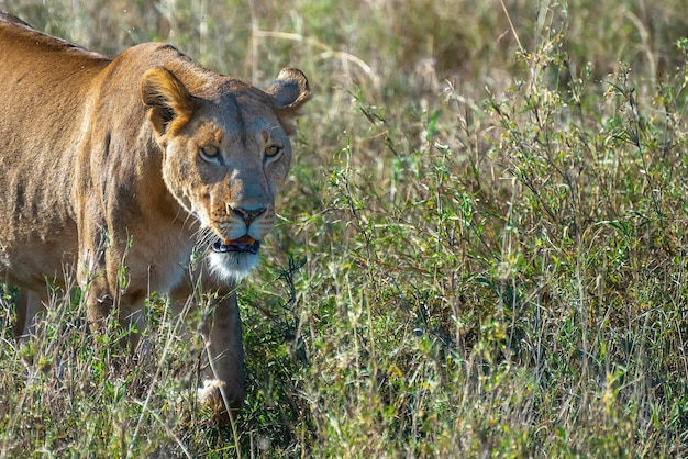 Leone femminile arrabbiato che cerca la preda in un campo di erba nel deserto