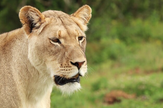 Leone femminile solo che cammina nel parco Addonational