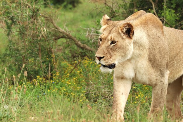 Leone femminile solo che cammina nel parco nazionale degli elefanti di Addo