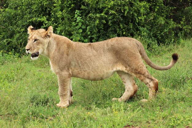 Leone femminile solo che cammina nel parco nazionale degli elefanti di Addo