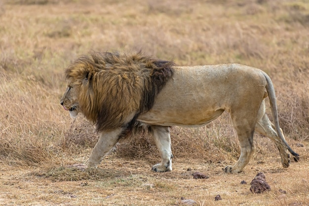 Leone maschio che cammina in un campo erboso asciutto durante il giorno