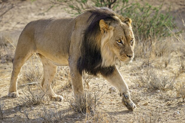 Leone maschio solitario che si prepara ad attaccare la sua preda