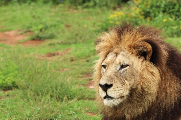 Leone peloso che cammina nel parco nazionale degli elefanti di Addo durante il giorno