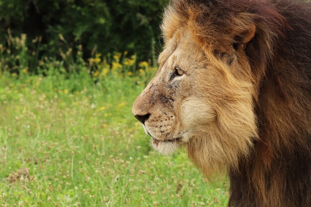 Leone peloso che cammina nel parco nazionale degli elefanti di Addo durante il giorno