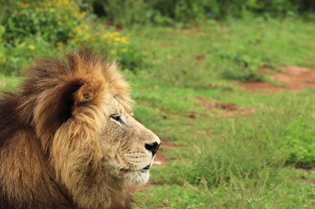 Leone peloso che cammina nel parco nazionale degli elefanti di Addo durante il giorno