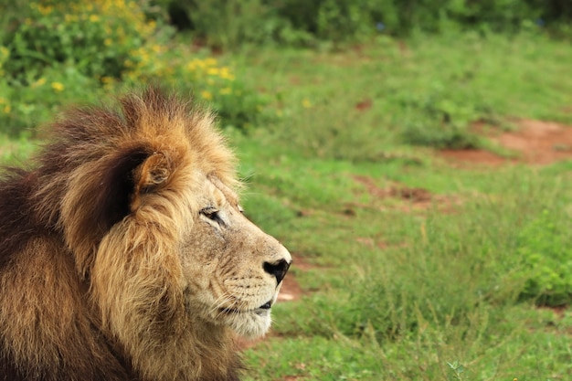 Leone peloso che cammina nel parco nazionale degli elefanti di Addo durante il giorno