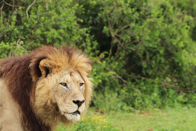 Leone peloso che cammina nel parco nazionale degli elefanti di Addo durante il giorno