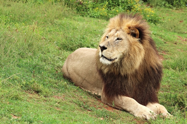 Leone peloso che cammina nel parco nazionale degli elefanti di Addo durante il giorno